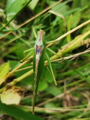 Tettigonia viridissima