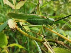 Tettigonia viridissima