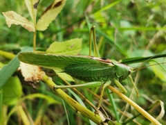 Tettigonia viridissima