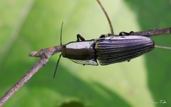 Chalcolepidius limbatus