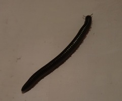 Pachyiulus oenologus