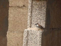 Passer hispaniolensis hispaniolensis