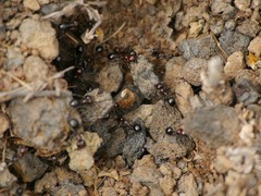 Messor minor hesperius