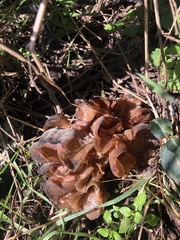 Auricularia americana