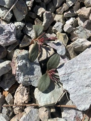 Claytonia peirsonii yorkii