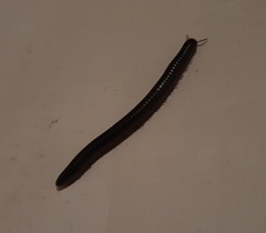 Pachyiulus oenologus