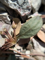 Claytonia peirsonii yorkii