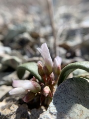 Claytonia peirsonii yorkii