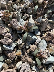 Claytonia peirsonii yorkii