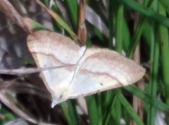 Anachloris subochraria