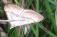 Anachloris subochraria