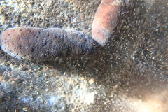 Holothuria difficilis