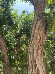 Ficus benjamina