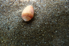 Melampus castaneus