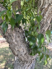Ficus benjamina