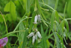 Polygonatum curvistylum