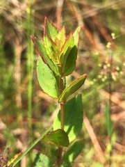 Rhexia petiolata