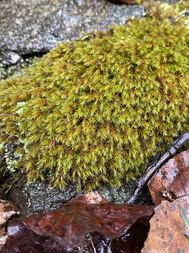Schistidium papillosum