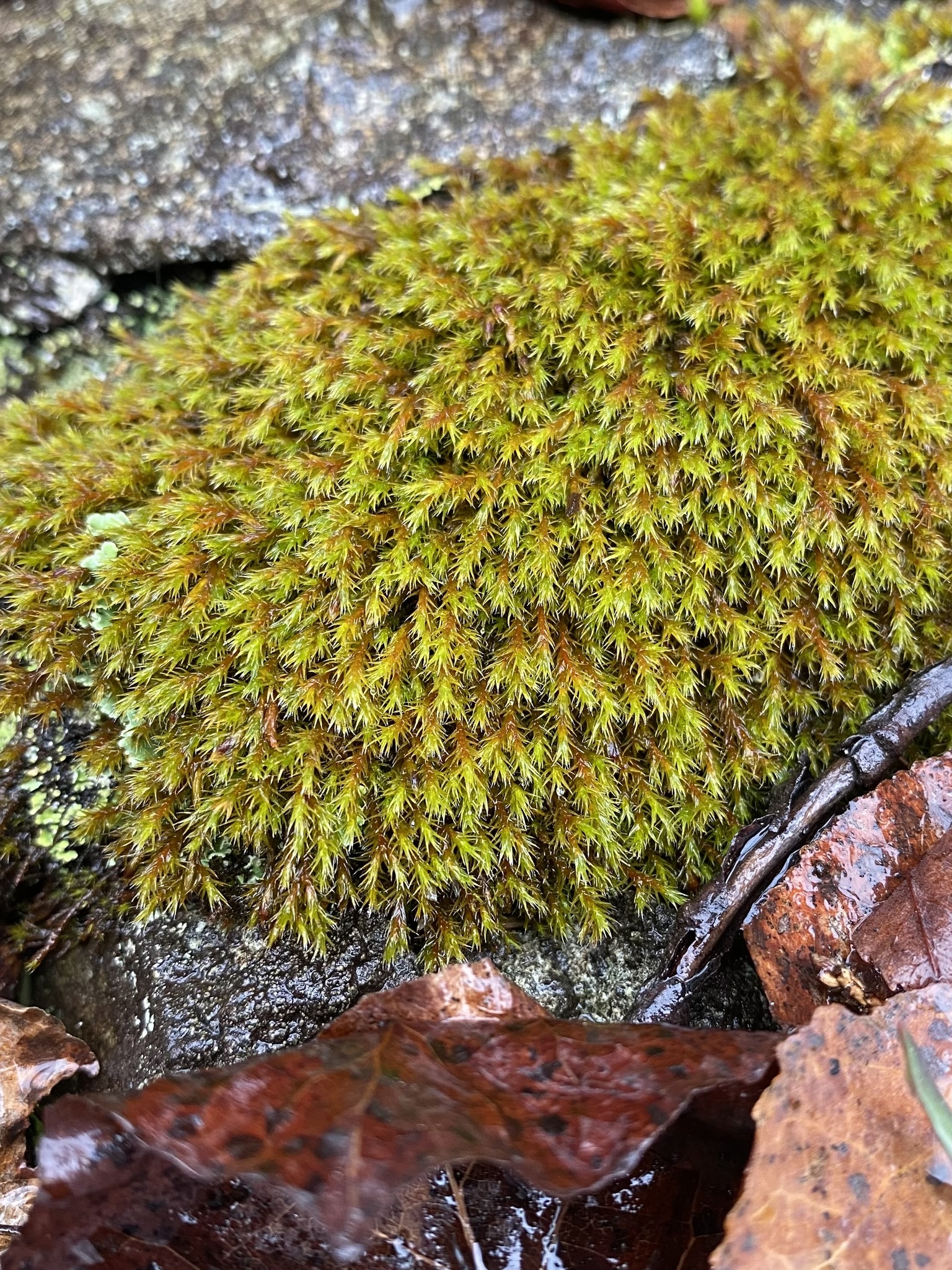 Schistidium papillosum