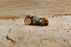 Phalera bucephaloides