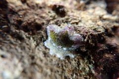 Pericelis hymanae
