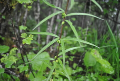 Polygonatum cirrhifolium