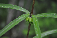 Polygonatum cirrhifolium