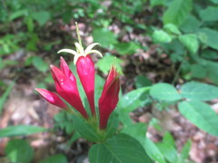 Spigelia marilandica