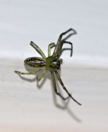 Diaea ambara photo 6