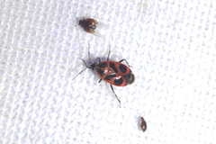 Deraeocoris histrio