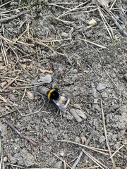 Bombus