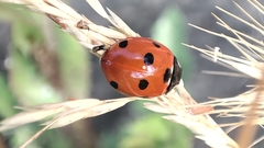 Coccinella septempunctata