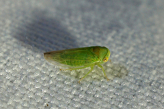 Populicerus gillettei