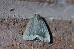 Amphipyra glabella