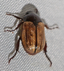 Anomala flavipennis