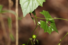 Zehneria cunninghamii