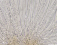 Piceomphale bulgarioides