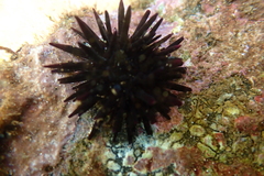 Echinometra oblonga