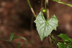 Zehneria cunninghamii