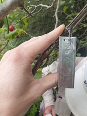 Crataegus coccinioides
