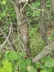 Crataegus coccinioides