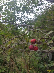 Crataegus coccinioides