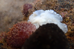 Pericelis hymanae