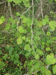 Crataegus coccinioides