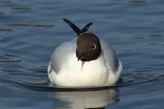 Chroicocephalus ridibundus