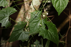 Zehneria cunninghamii