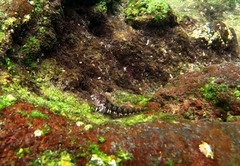 Parablennius goreensis