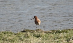 Limosa limosa