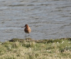 Limosa limosa