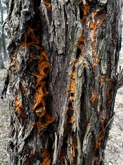 Gymnosporangium effusum